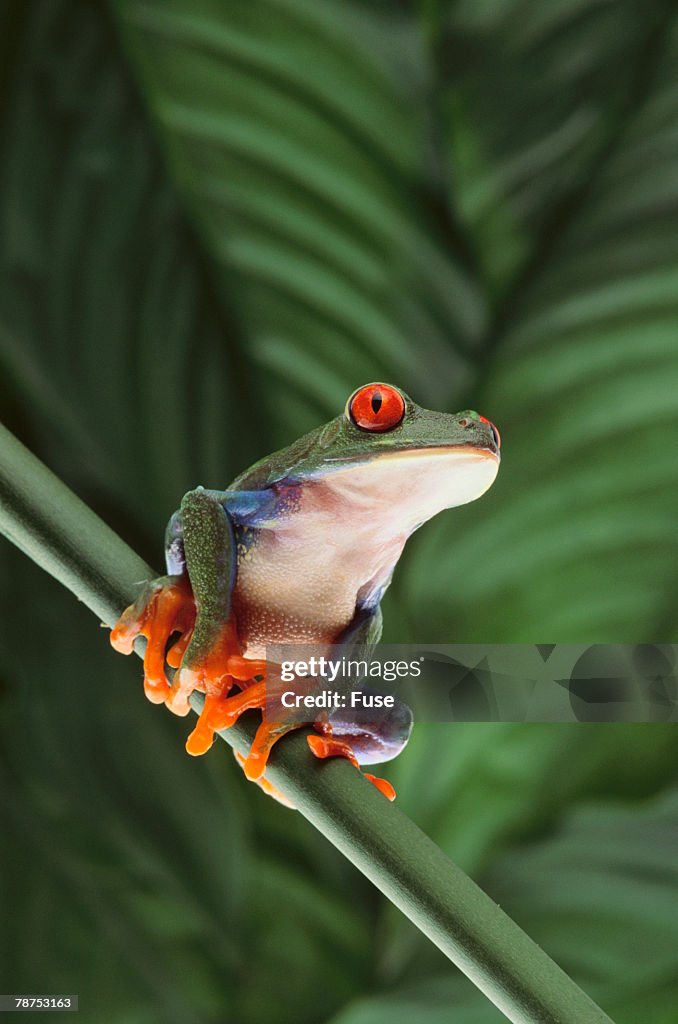 Agalychnis Callidryas