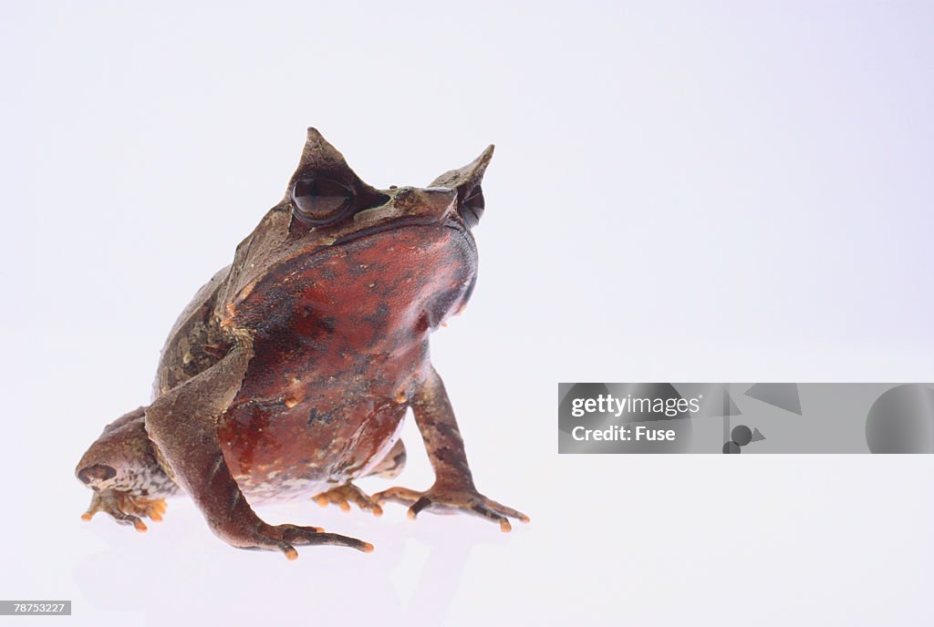 Malayan Leaf Frog