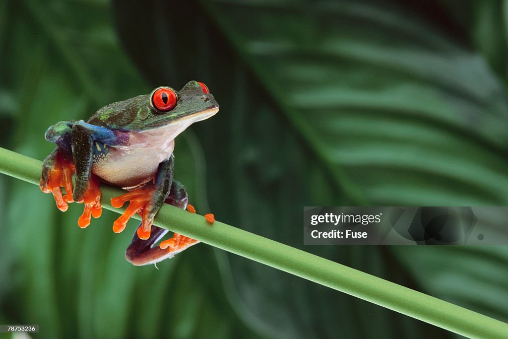 Red Eyed Tree Frog on a Blade of Grass