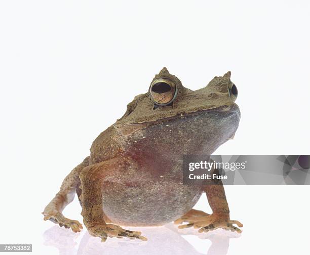 malayan leaf frog - megophrys stockfoto's en -beelden