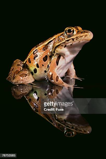 leopard frog - leopard frog ストックフォトと画像