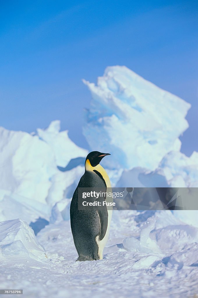 Emperor Penguin