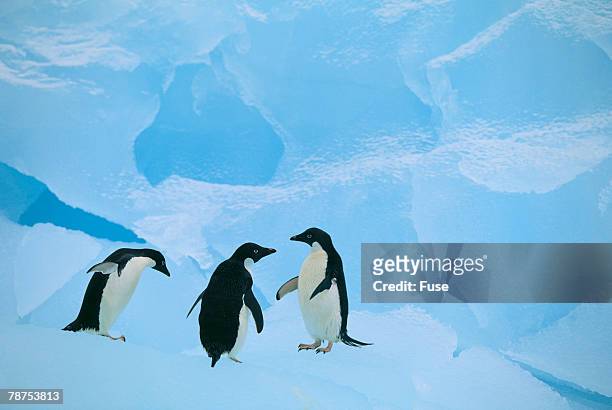 adelie penguins - adeliepinguin stock-fotos und bilder