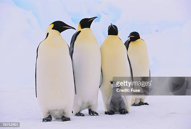 emperor penguins and baby - baby penguin stock pictures, royalty-free photos & images