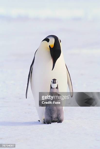 emperor penguin and baby - baby penguin imagens e fotografias de stock