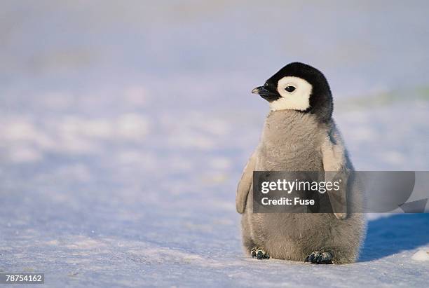 baby emperor penguin - baby penguin imagens e fotografias de stock