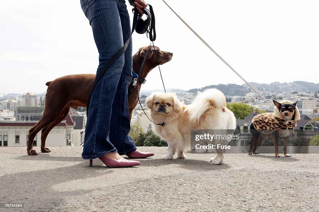 Woman Walking Dogs