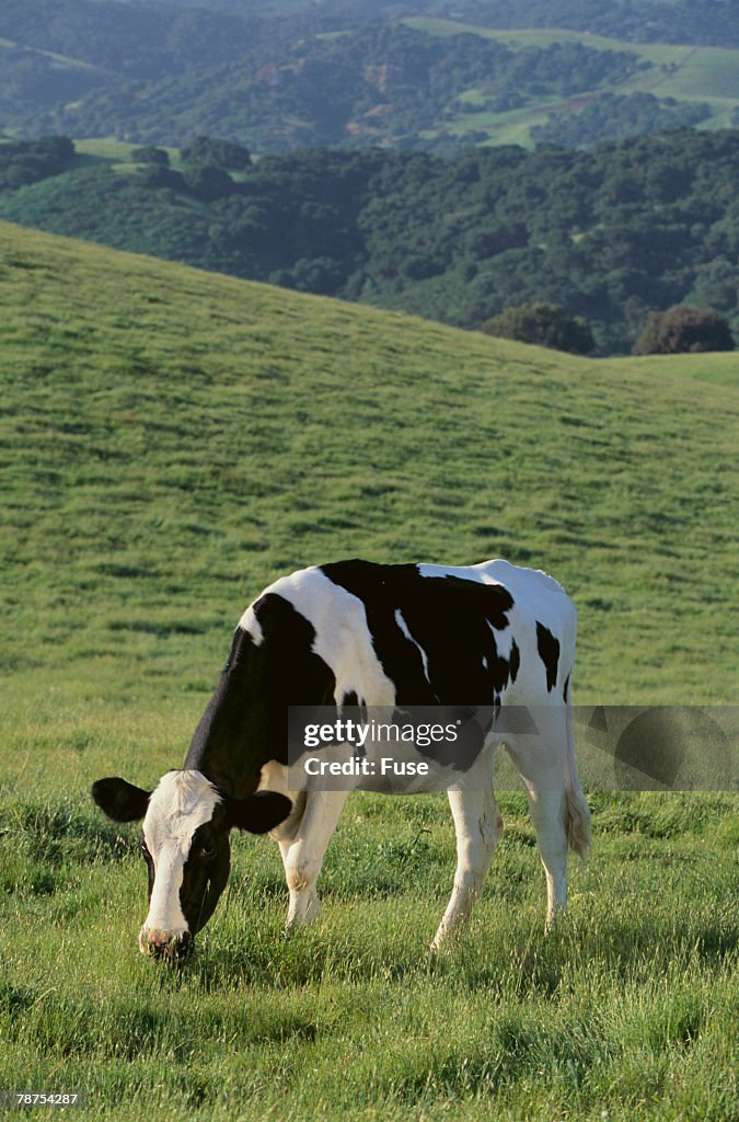 Holstein Cow Grazing on a Hill