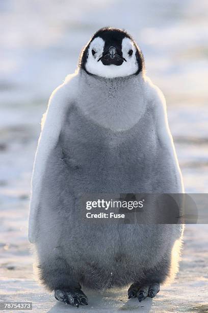 baby emperor penguin - baby penguin imagens e fotografias de stock