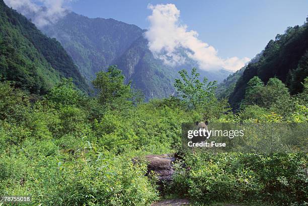 giant panda in the forest - reuzenpanda stockfoto's en -beelden