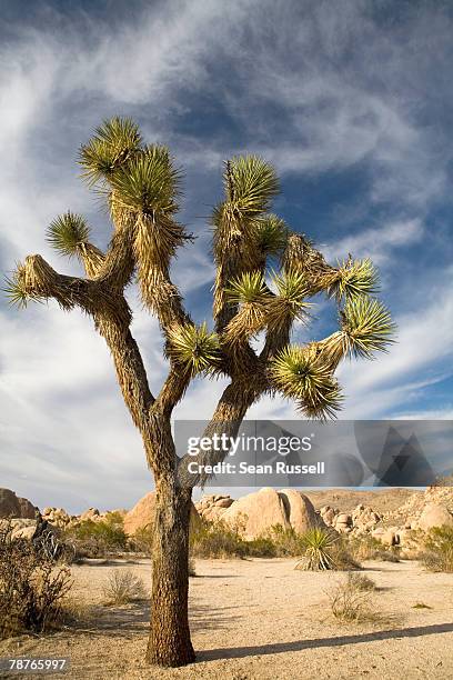 a joshua tree in an arid landscape - tree with thorns on trunk stockfoto's en -beelden