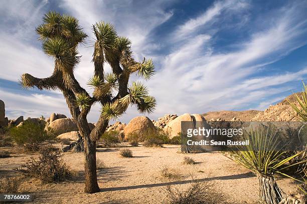 a joshua tree in an arid landscape - joshua fotografías e imágenes de stock