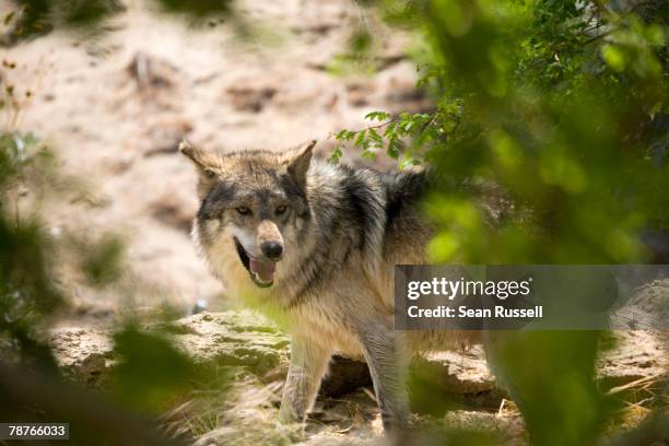 Cayodi Wild The Coyote Photos and Premium High Res Pictures - Getty Images