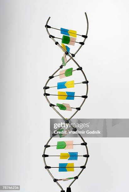 a double helix on a white background - dna helix stock-fotos und bilder