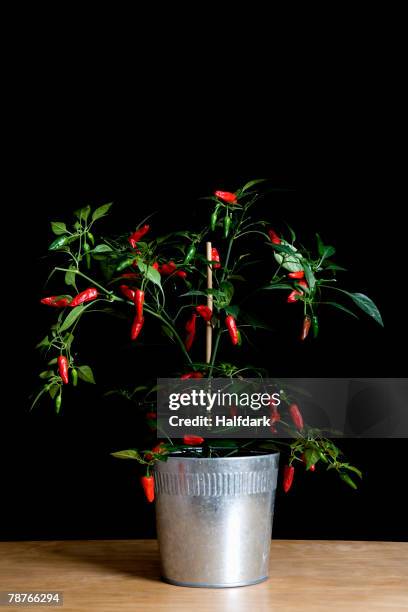 a chili plant - red chili pepper stock pictures, royalty-free photos & images