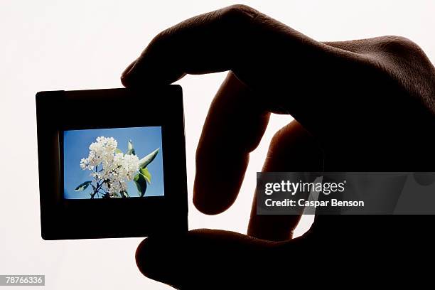 a hand holding a slide - caixa de luz imagens e fotografias de stock