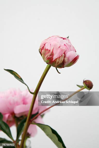 detail of a peony bud on a bush - peony ストックフォトと画像