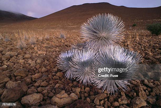 mauna kea silversword - mauna kea silversword stock pictures, royalty-free photos & images