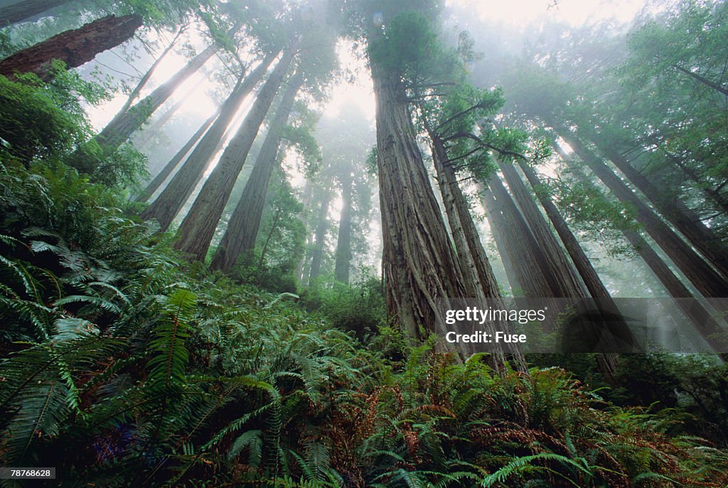 Old Growth Redwood Trees