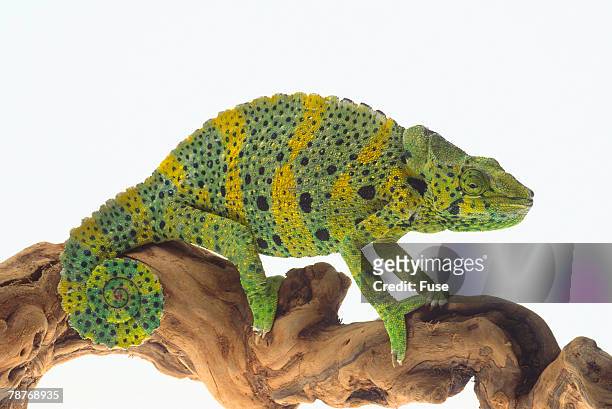 mellerschameleon - meller's chameleon stockfoto's en -beelden