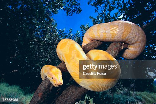 Burmese Python Burmese Python