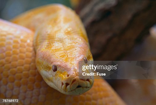 Burmese Python Burmese Python