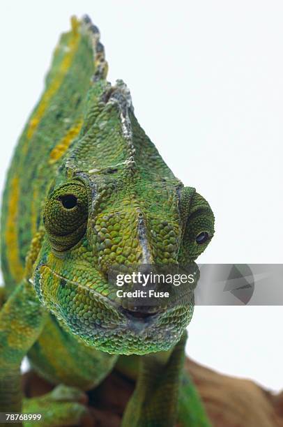 mellerschameleon - meller's chameleon stockfoto's en -beelden