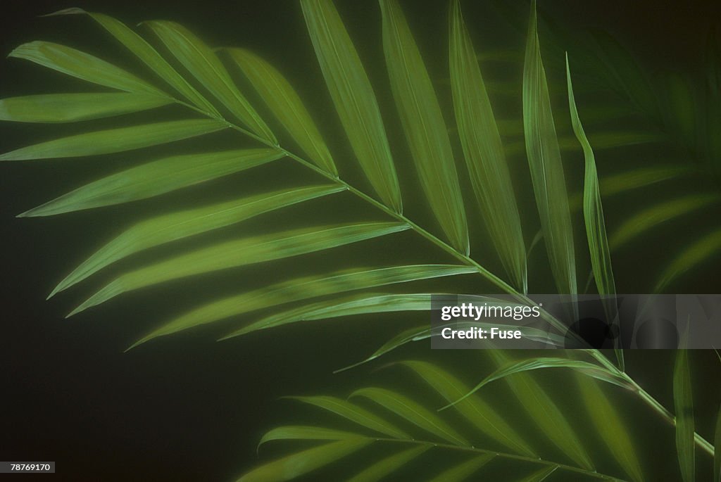 Kentia Palm Leaf