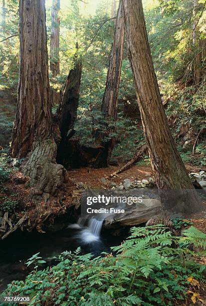 forest full of redwood trees - bald cypress tree fotografías e imágenes de stock