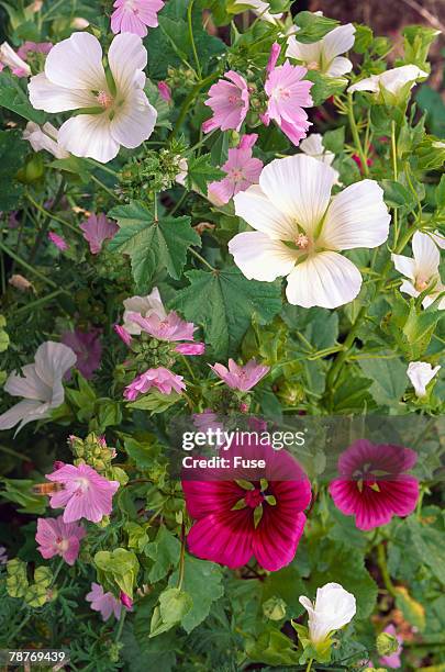 Double Mallow Tree 306 Tree Mallow Stock Photos, High-Res Pictures, and Images - Getty Images