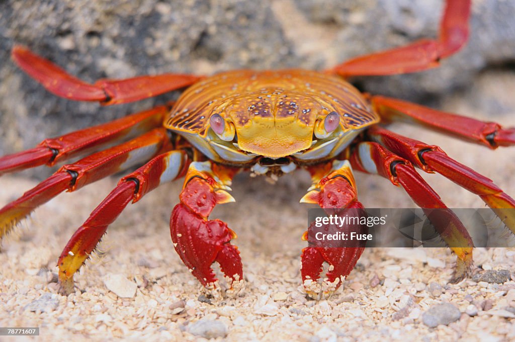 Sally Lightfoot Crab