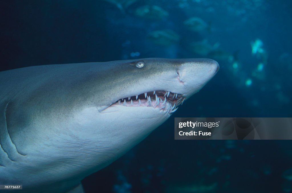 Ragged Tooth Shark High-Res Stock Photo - Getty Images