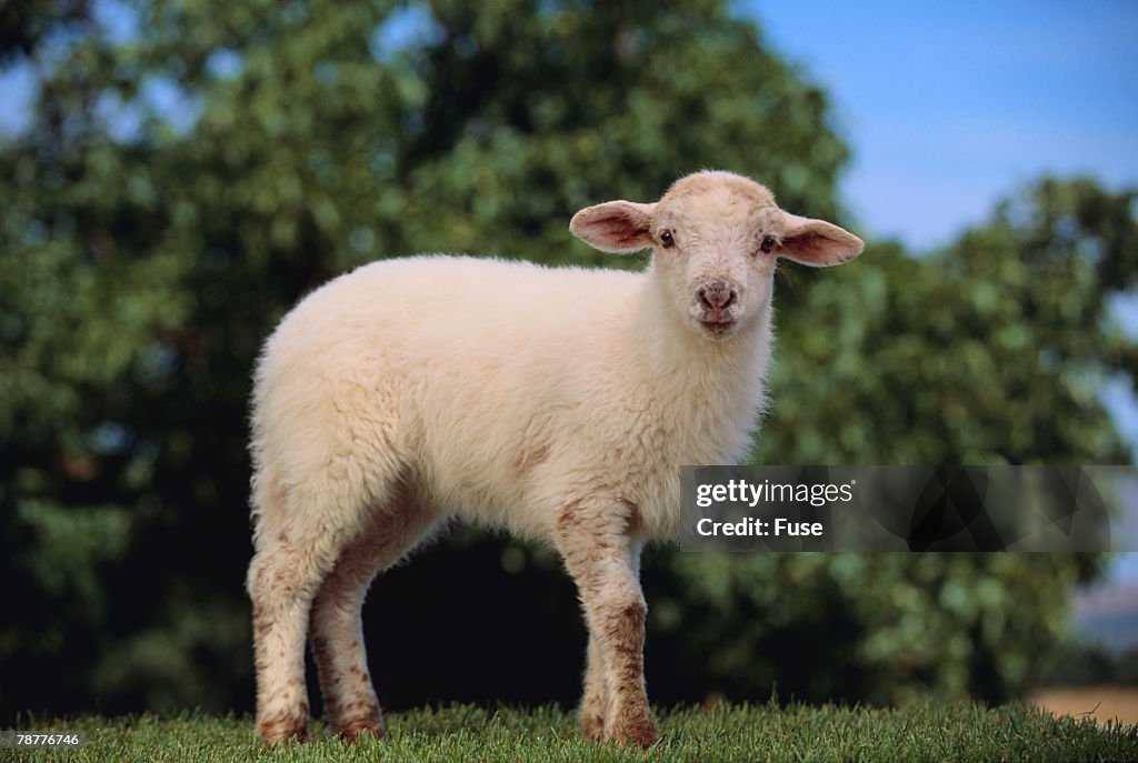 Whitefaced Lamb in the Pasture