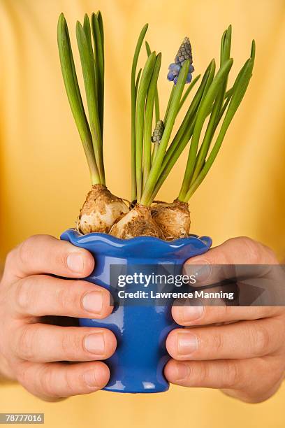 man holding potted flower - muscari armeniacum stock pictures, royalty-free photos & images