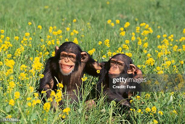 chimpanzees - affe stock-fotos und bilder