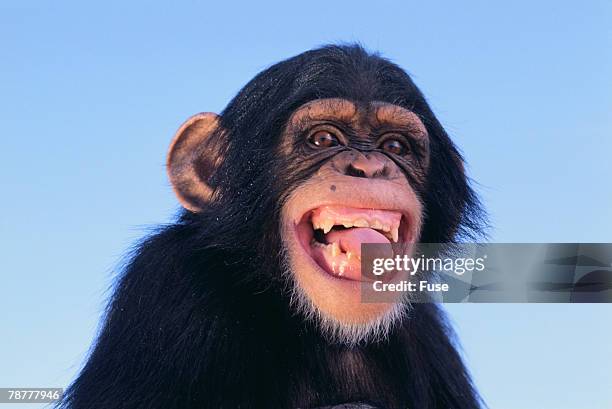 chimpanzee - laughing monkey stock pictures, royalty-free photos & images