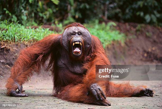 orangutan - comportamento animale foto e immagini stock