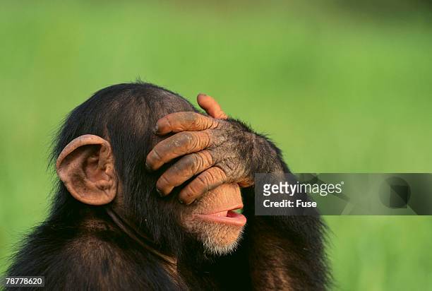 chimpanzee - hands covering eyes stock pictures, royalty-free photos & images