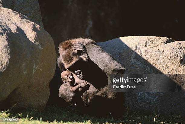 gorilla - gorilla love 2 stockfoto's en -beelden