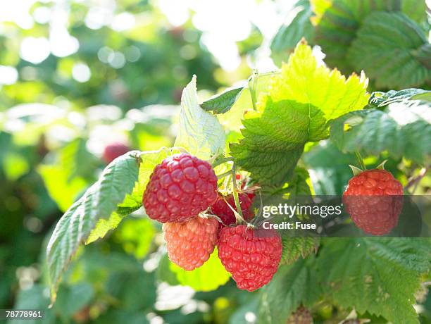 raspberries on the vine - framboeseiro imagens e fotografias de stock