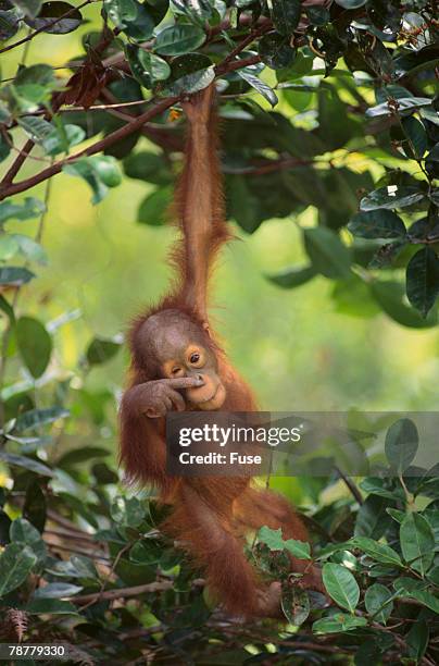 orangutan - funny monkeys fotografías e imágenes de stock