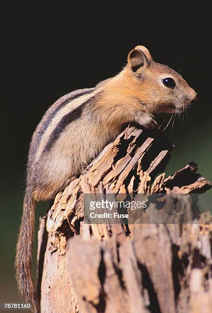 golden-mantled ground squirrel - golden mantled ground squirrel imagens e fotografias de stock