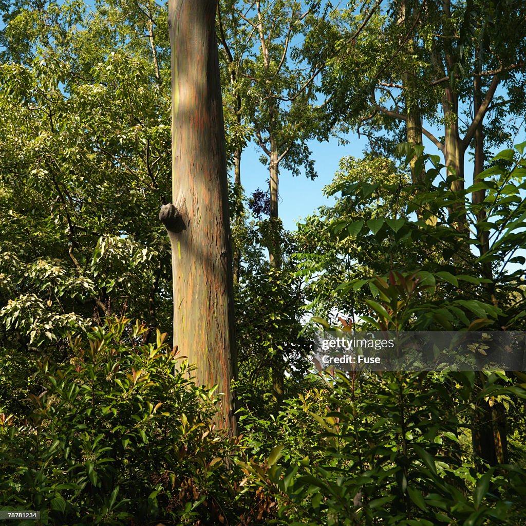 Rainbow Eucalyptus Trunk