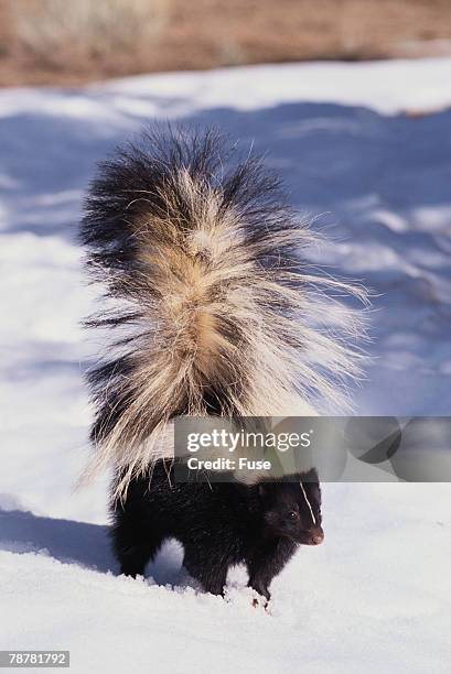 striped skunk in the snow - skunk stock pictures, royalty-free photos & images