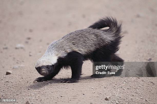 69 Honey Badger Habitat Stock Photos, High-Res Pictures, and Images ...