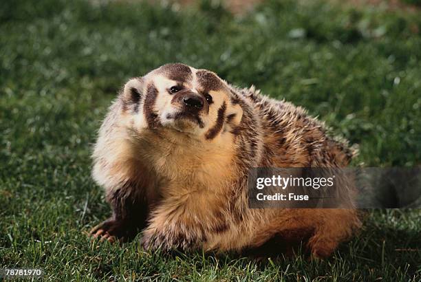 badger - american badger 個照片及圖片檔