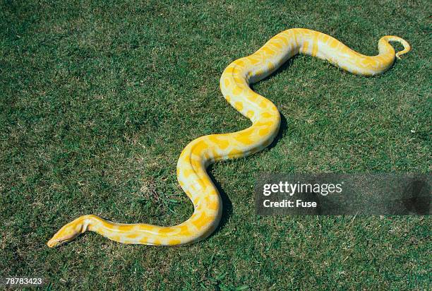 burmese python - indian python imagens e fotografias de stock