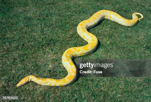 Burmese Python Burmese Python