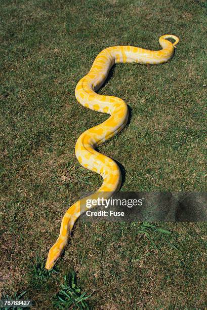 91 Pythoninae Stock Photos, High-Res Pictures, and Images - Getty Images