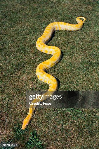 Burmese Python Burmese Python
